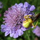 veränderliche Krabbenspinne