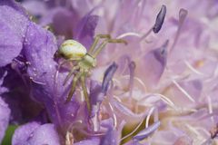 Veränderliche Krabbenspinne