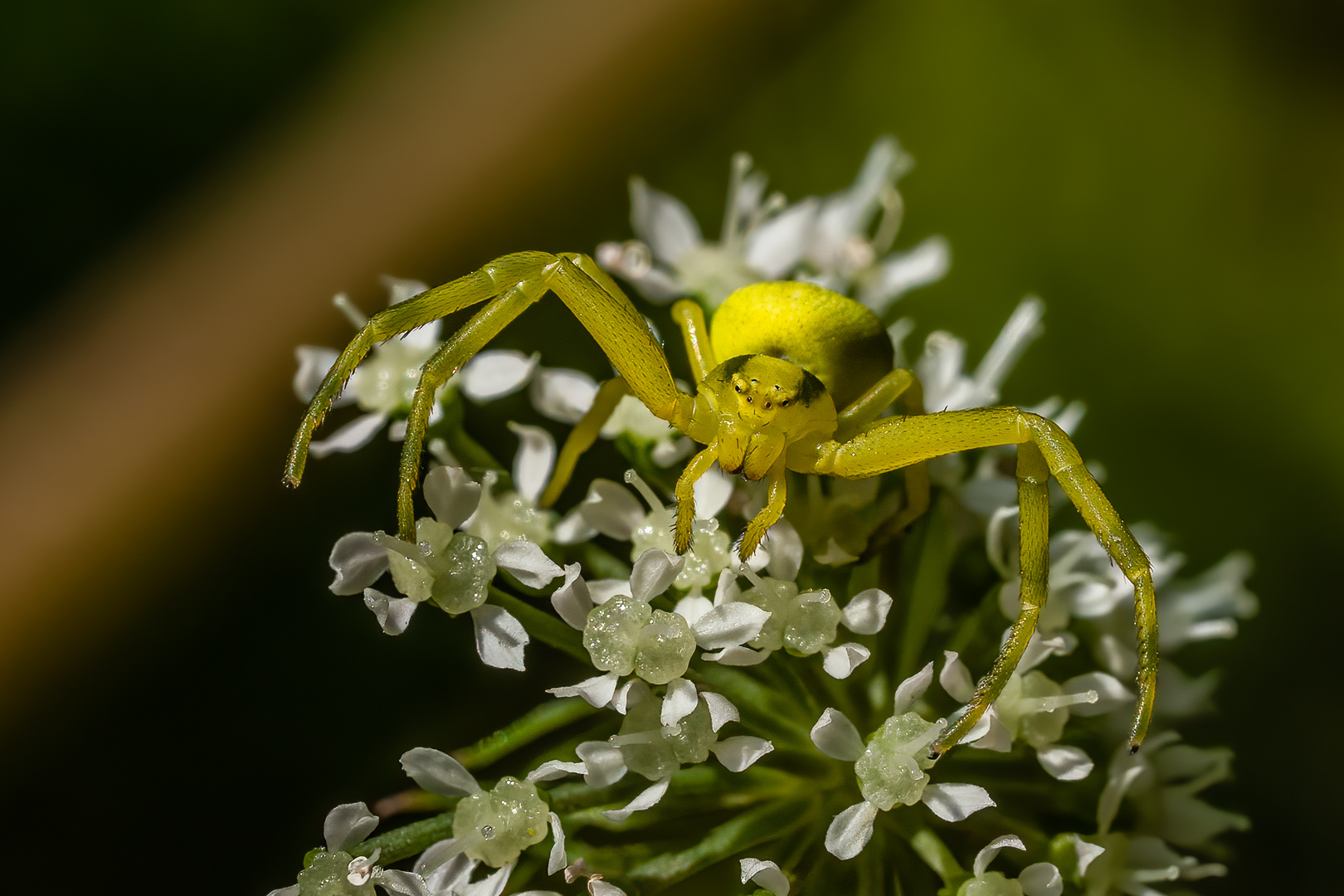 Veränderliche Krabbenspinne