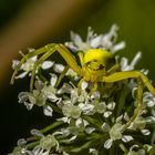 Veränderliche Krabbenspinne