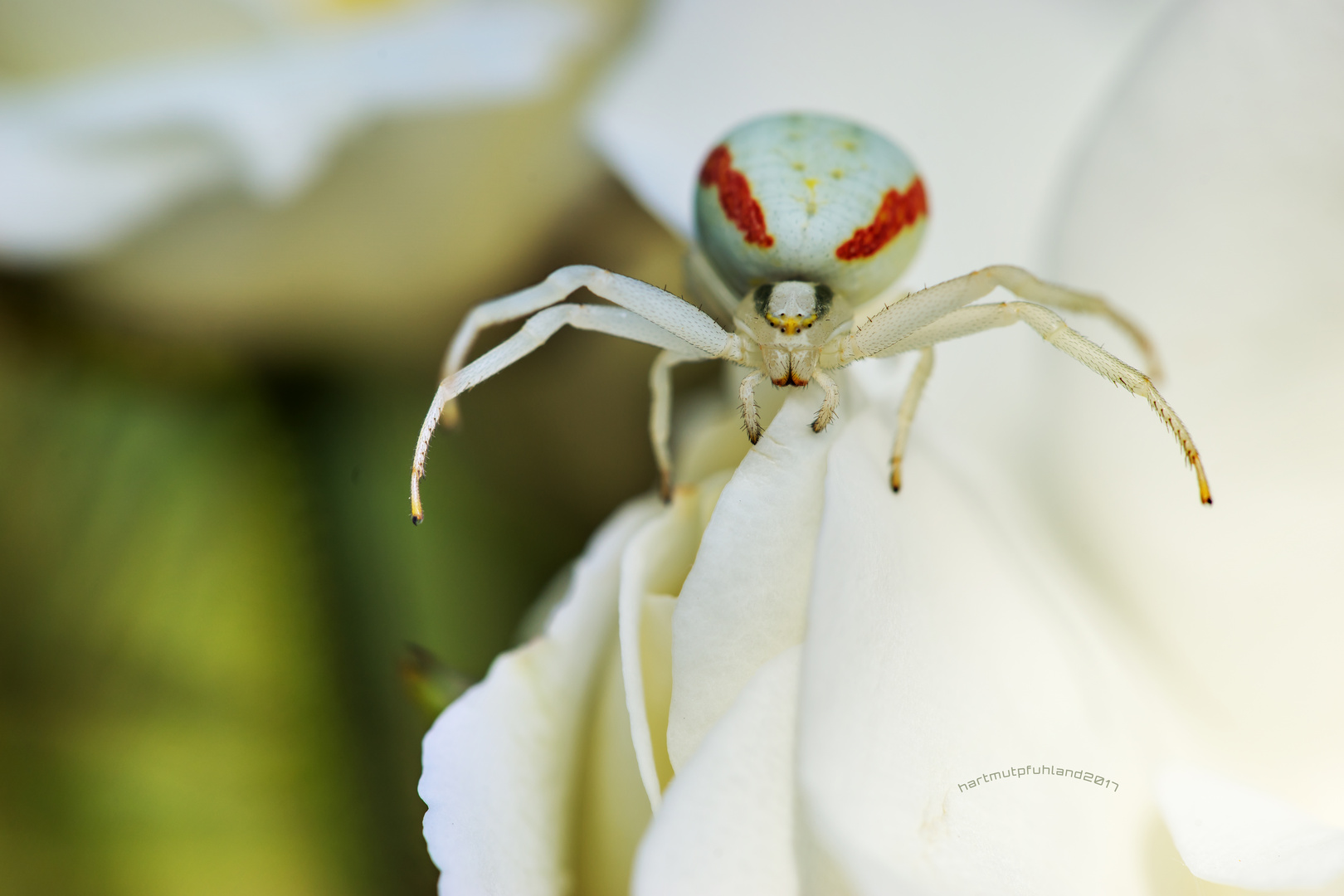 veränderliche Krabbenspinne