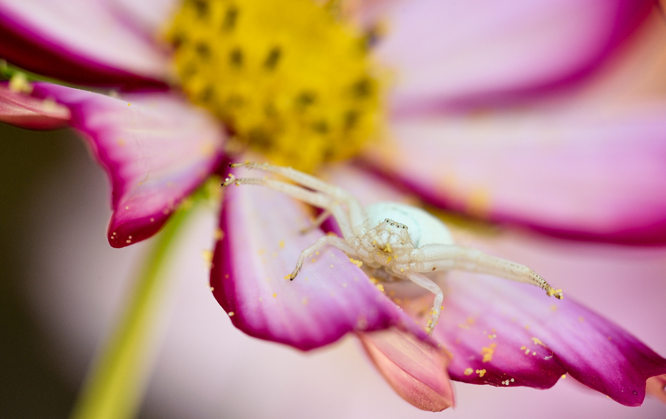 Veränderliche Krabbenspinne