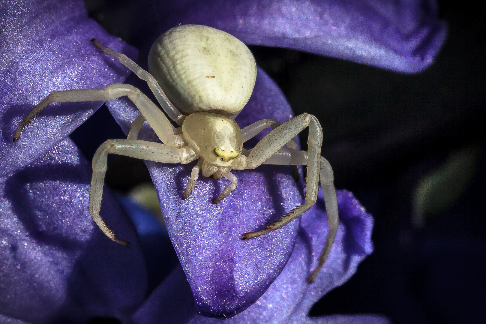 Veränderliche Krabbenspinne