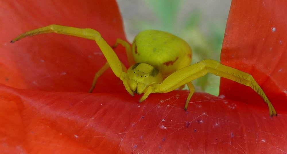 Veränderliche Krabbenspinne