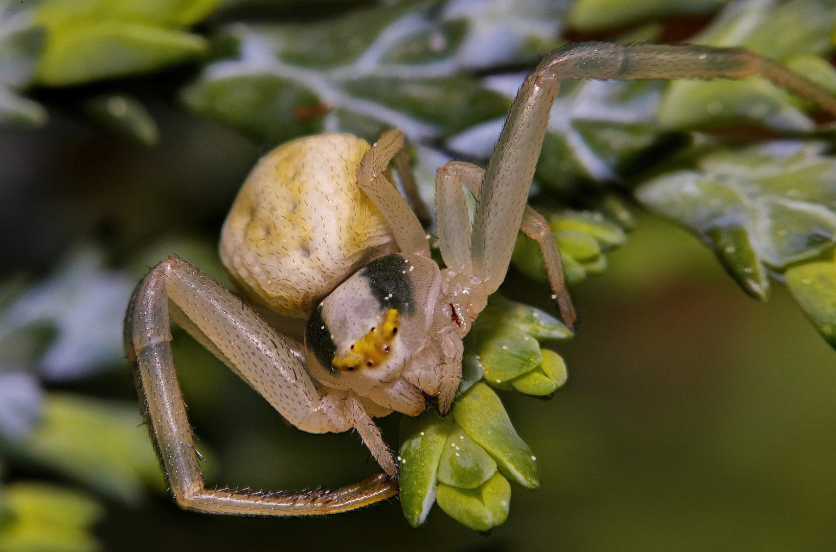 veränderliche Krabbenspinne