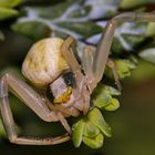 veränderliche Krabbenspinne