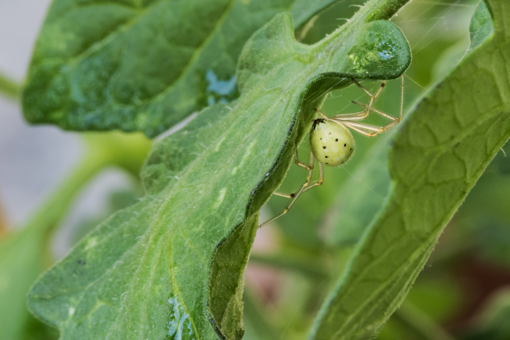 Veränderliche Krabbenspinne 