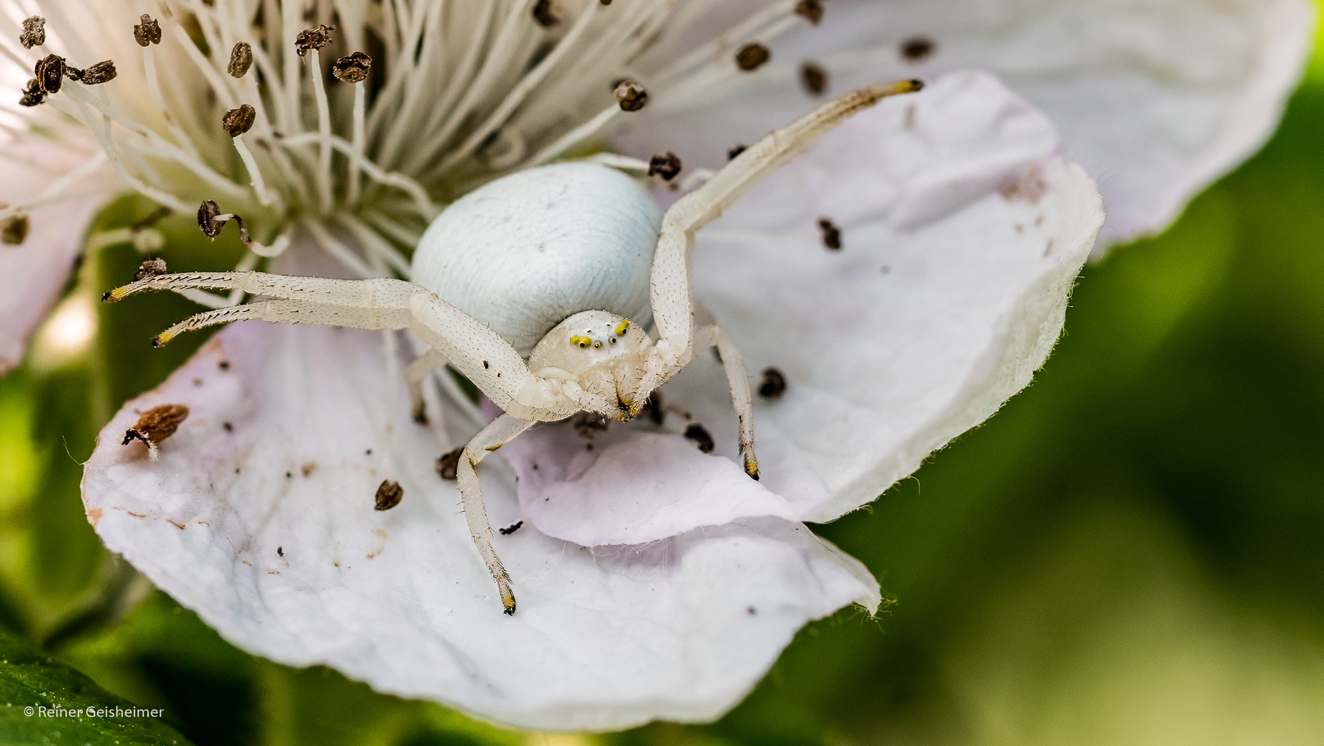 Veränderliche Krabbenspinne