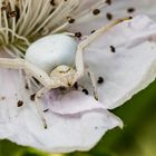 Veränderliche Krabbenspinne