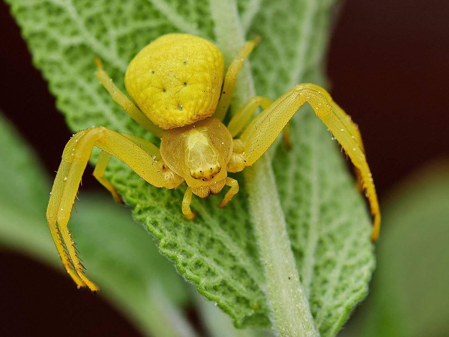 Veränderliche Krabbenspinne