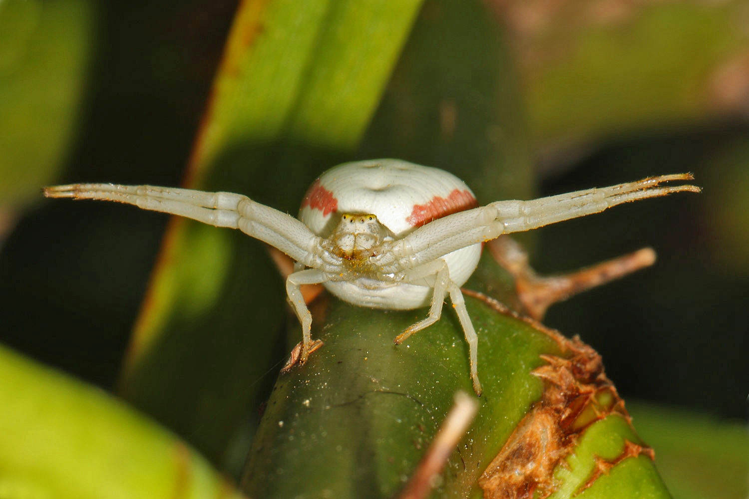 Veränderliche Krabbenspinne