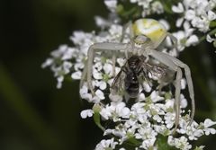 Veränderliche Krabbenspinne