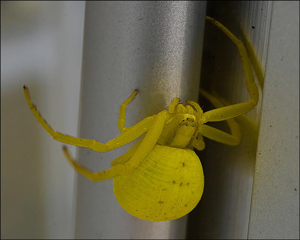 veränderliche Krabbenspinne