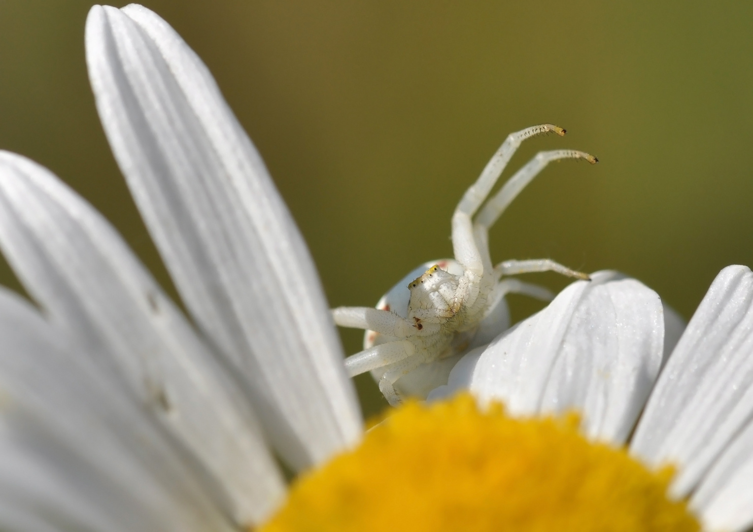 Veränderliche Krabbenspinne ...