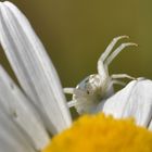 Veränderliche Krabbenspinne ...