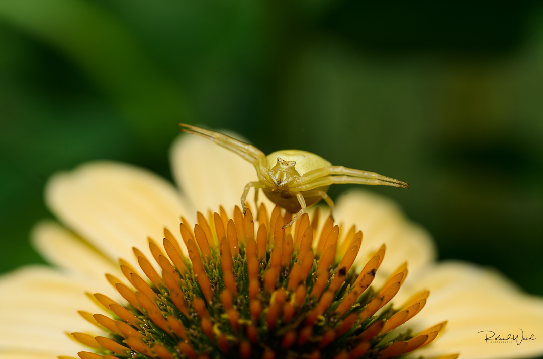 Veränderliche Krabbenspinne 