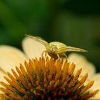 Veränderliche Krabbenspinne 