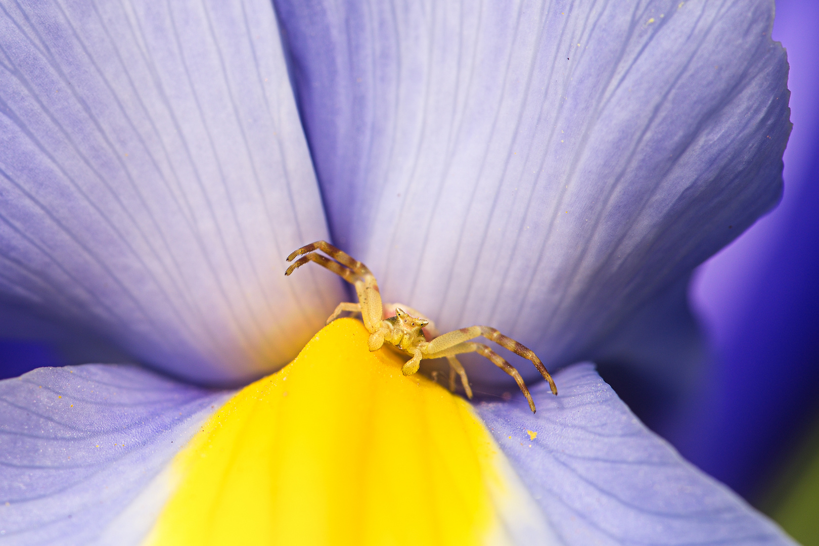 Veränderliche Krabbenspinne