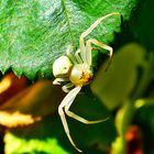 Veränderliche Krabbenspinne.