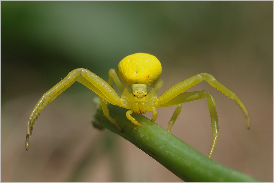 Veränderliche Krabbenspinne