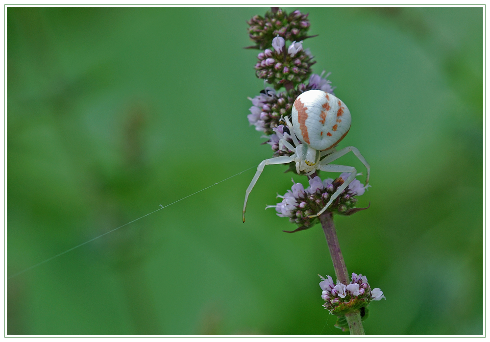 Veränderliche Krabbenspinne