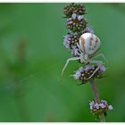 Veränderliche Krabbenspinne