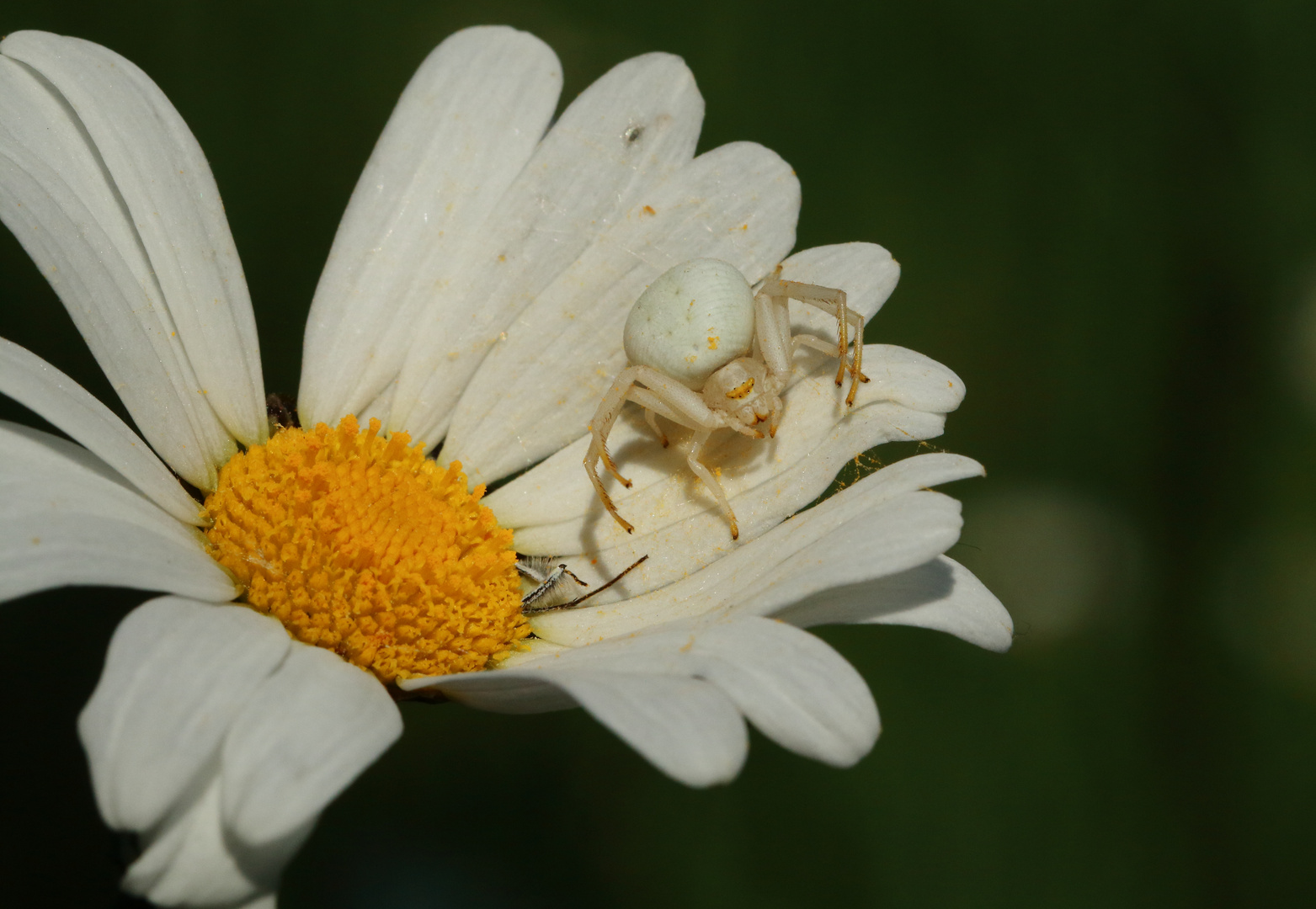 Veränderliche Krabbenspinne