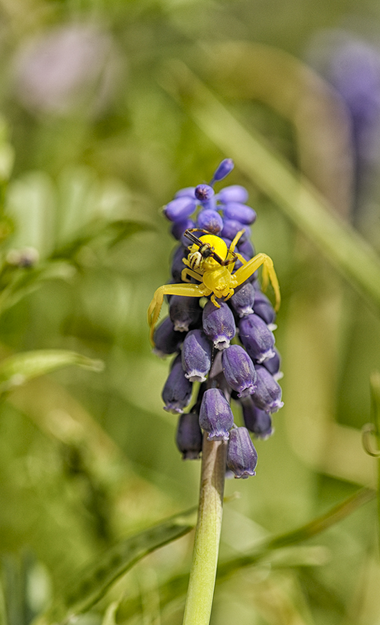 Veränderliche Krabbenspinne