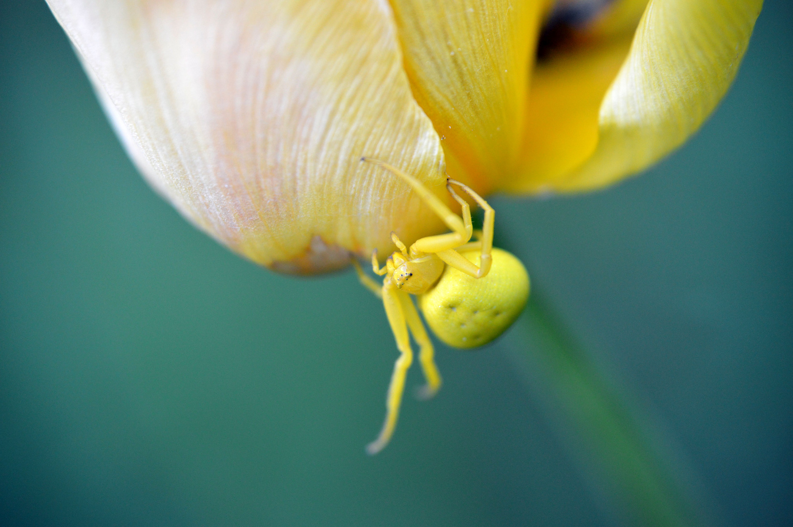 Veränderliche Krabbenspinne