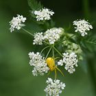 veränderliche Krabbenspinne...