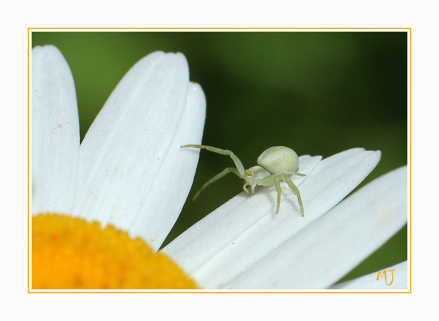 veränderliche Krabbenspinne