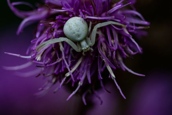 veränderliche Krabbenspinne