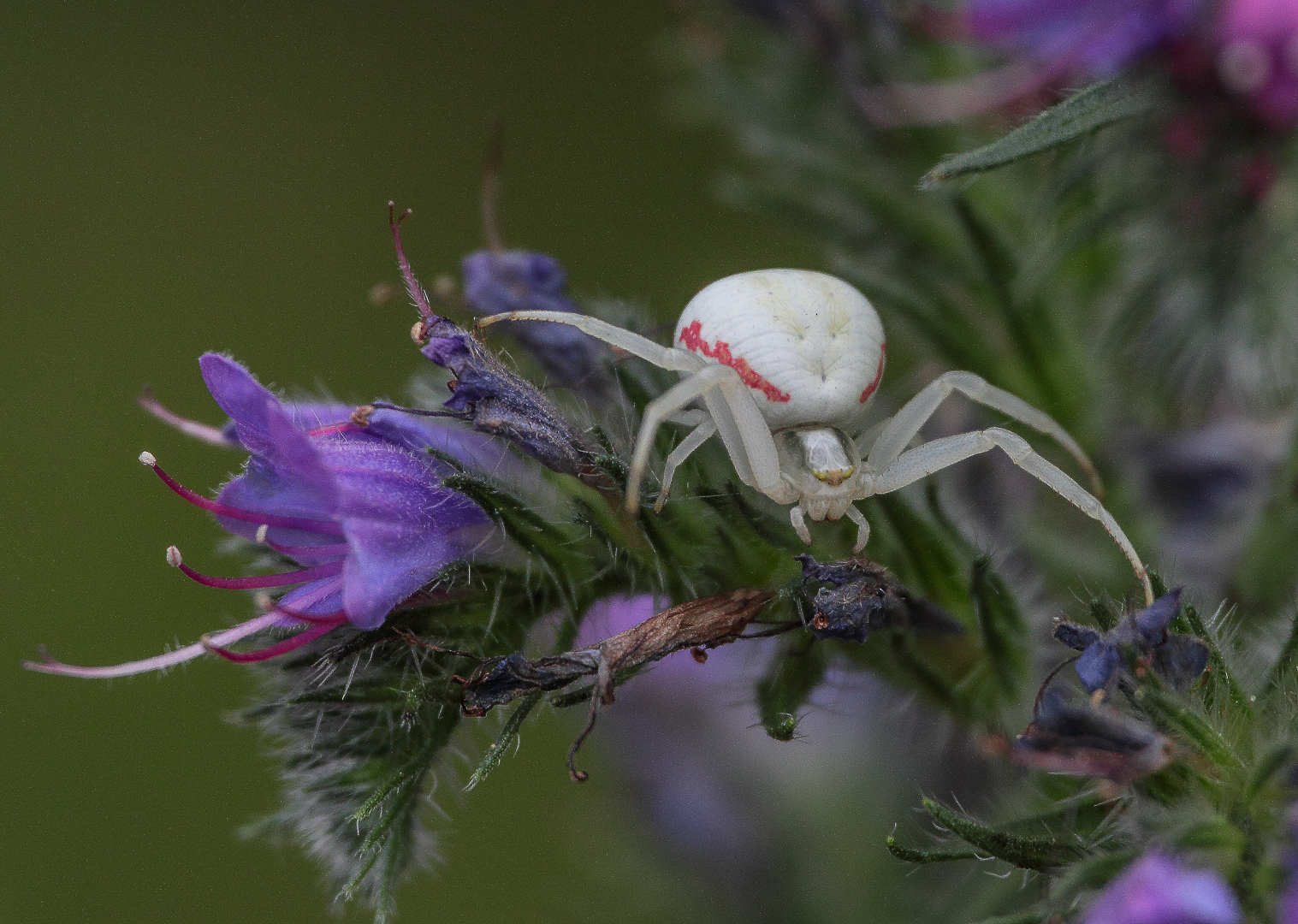 Veränderliche Krabbenspinne