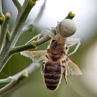 Veränderliche Krabbenspinne