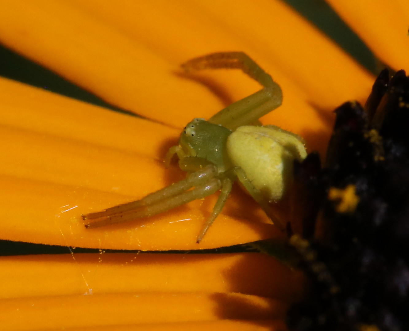 Veränderliche Krabbenspinne