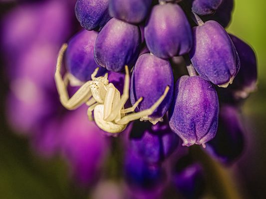 veränderliche Krabbenspinne
