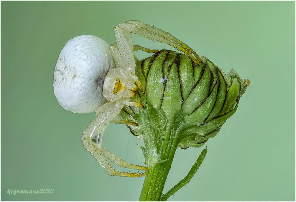 veränderliche krabbenspinne....