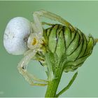 veränderliche krabbenspinne....