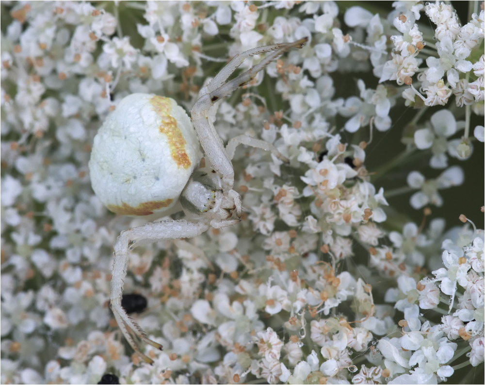 Veränderliche Krabbenspinne