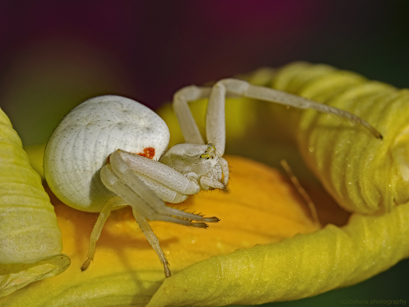 Veränderliche Krabbenspinne