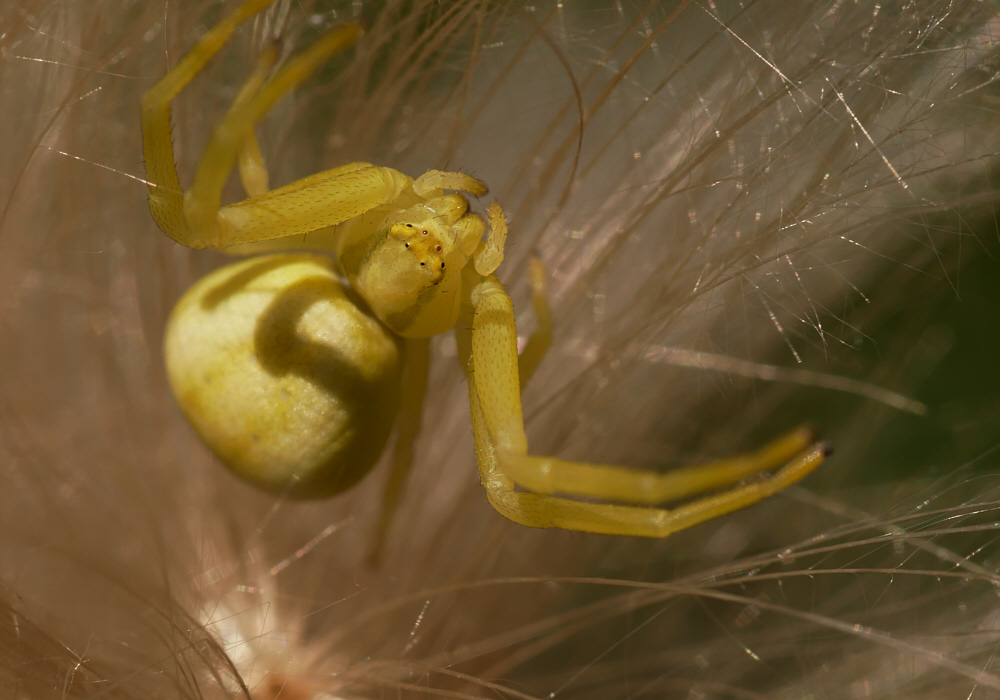  Veränderliche Krabbenspinne