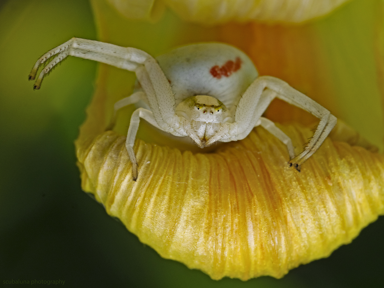 Veränderliche Krabbenspinne