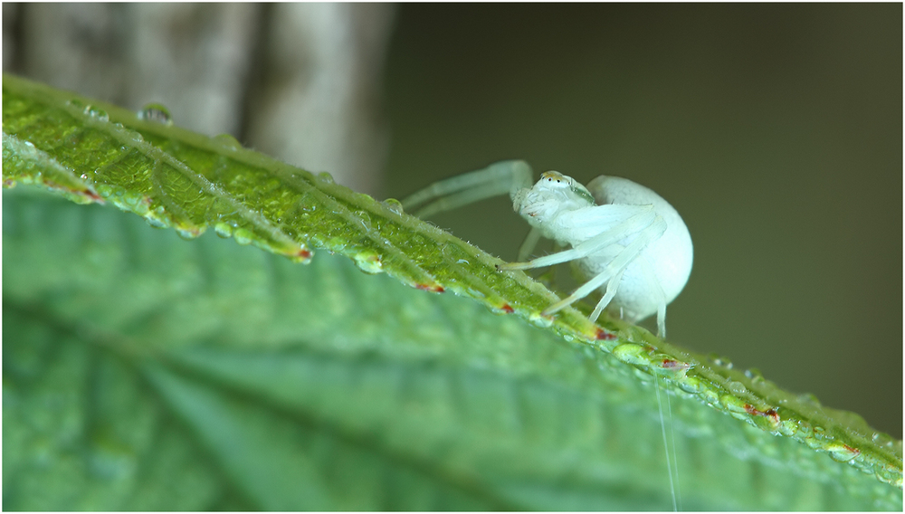 Veränderliche Krabbenspinne