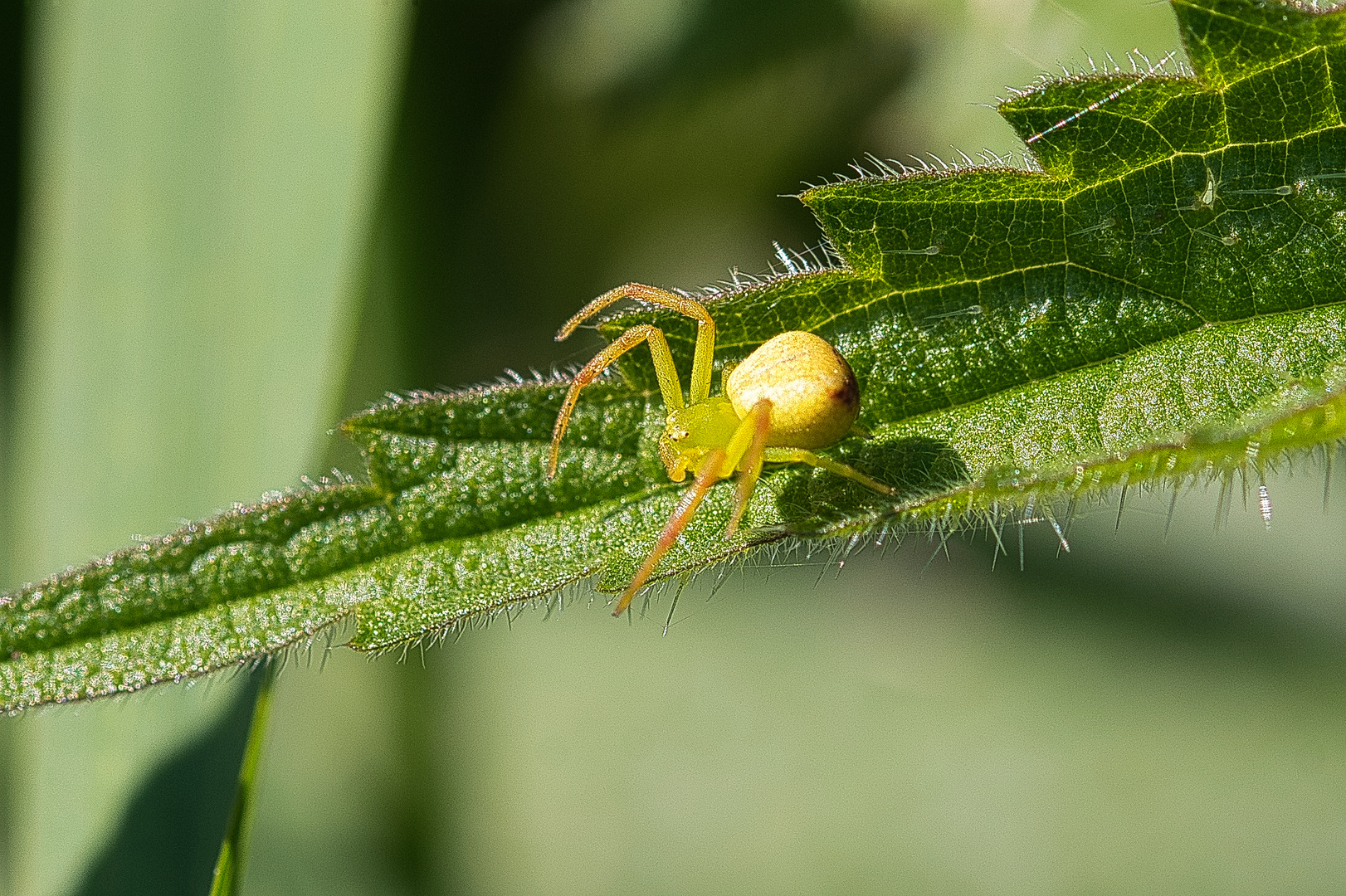 Veränderliche Krabbenspinne