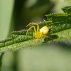 Veränderliche Krabbenspinne