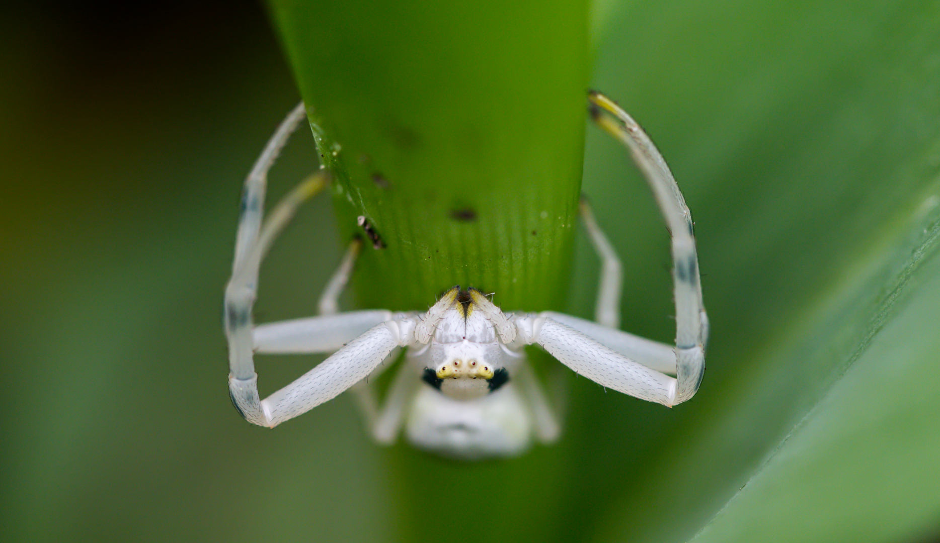 Veränderliche Krabbenspinne