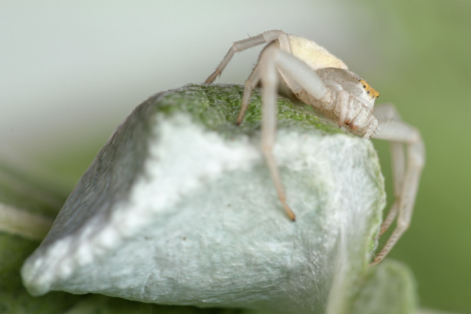 Veränderliche Krabbenspinne