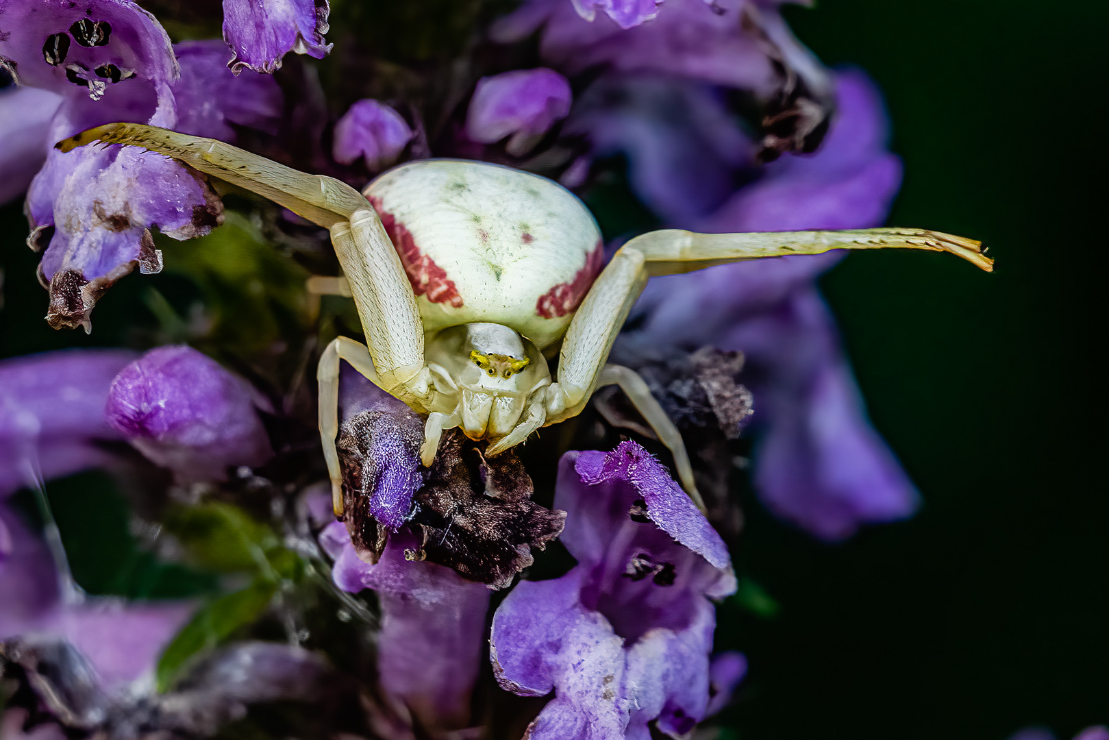 Veränderliche Krabbenspinne