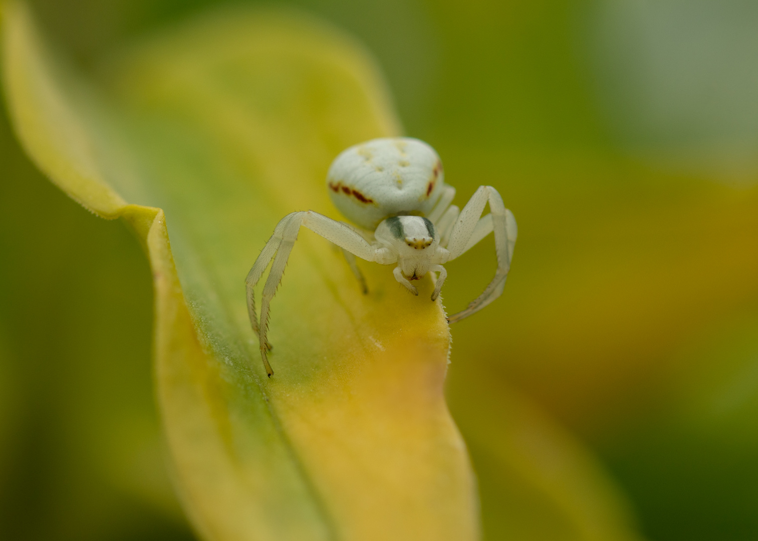 Veränderliche Krabbenspinne