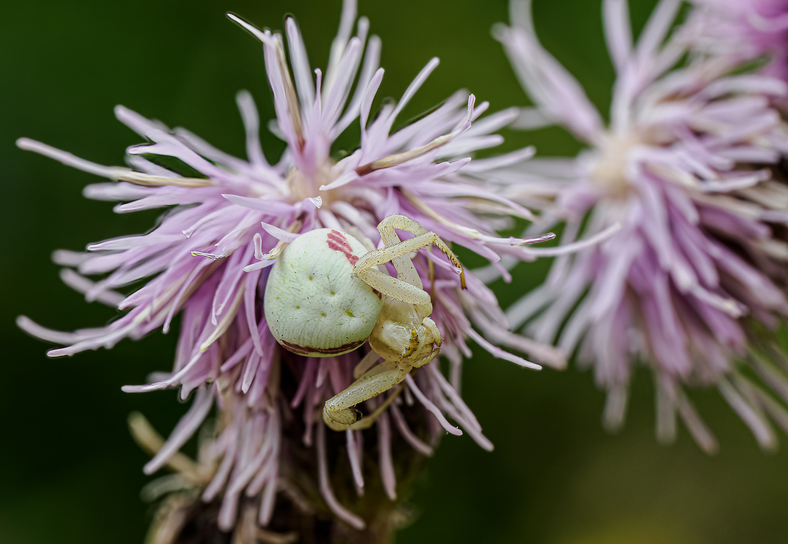 veränderliche Krabbenspinne